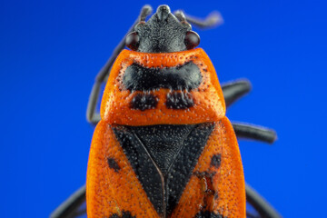 Beetle seen from above orange and black on a blue background