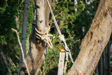 Vermilion flycatcher Pyrocephalus obscurus perched gracefully at Huacachina Oasis in Ica Peru
