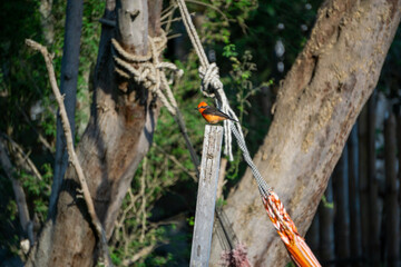 Bright vermilion flycatcher Pyrocephalus obscurus at Huacachina Oasis creating a vibrant contrast landscape