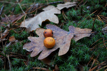 oak galls on leaves lying on green moss in the forest