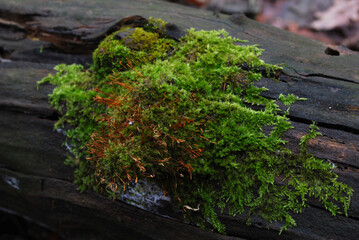 fragment of green flowering moss on an old trunk in the forest