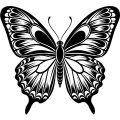 butterfly illustration