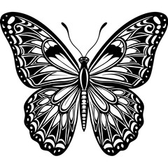 black and white butterfly