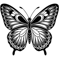 butterfly illustration