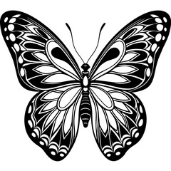 black and white butterfly