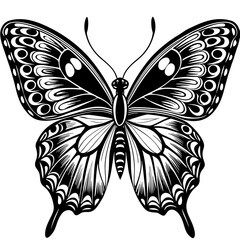 butterfly illustration