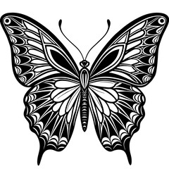 black and white butterfly