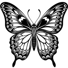 butterfly illustration