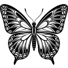 butterfly illustration
