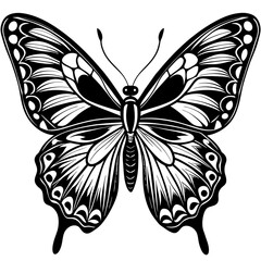 butterfly on white background