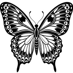 butterfly illustration