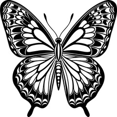 butterfly illustration