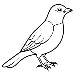 bird on white background
