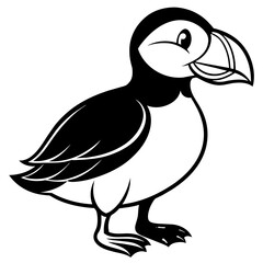 black and white bird