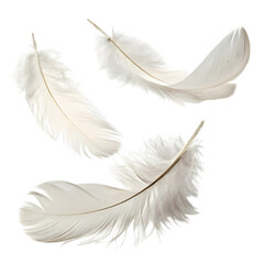 Detailed Close-up of a Pristine White Feather