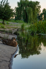 Female duck resting on a stone riverbank with its reflection visible in calm water, surrounded by lush greenery and trees in the soft evening light. Peaceful and natural atmosphere.  
