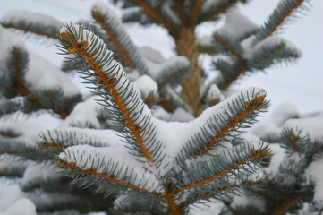 Snow-covered spruce branches close photo. Blue spruce with short needles covered with snow . High quality photo