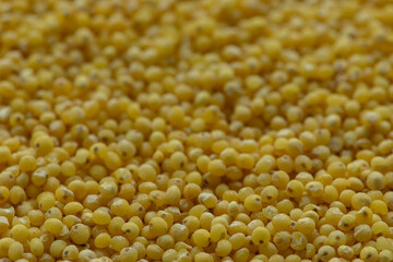 Raw millet groat as background texture. Selective focus.