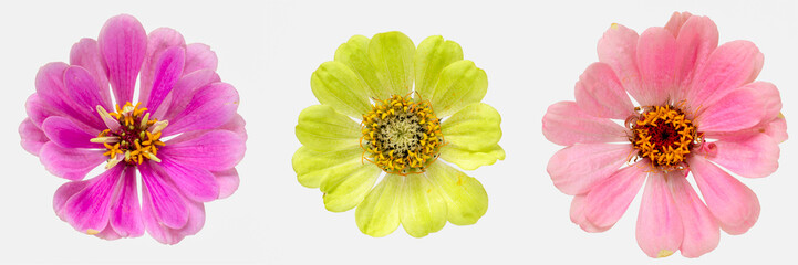A set of three zinnia flowers isolated on a white background.