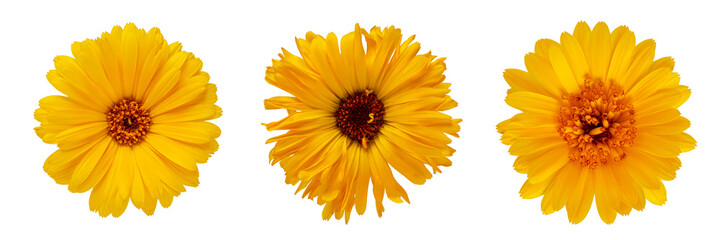 Set of three Scoth marigold (Calendula officinalis) flowers isolated on white background. 