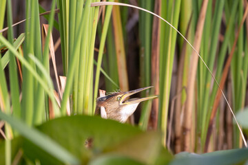 Zwergdommel zwischen Schilfhalmen - aufgenommen aus dem floating hide