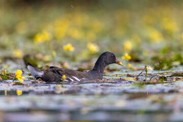 Teichralle schwimmt in einem Teich mit blühenden WasserpflanzenTeichrallenküken läuft in einem Teich über Wasserpflanzen - aufgenommen aus dem floating hide