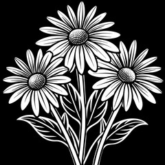 black and white daisy