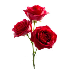 Crimson Glory Rose Timeless Elegance