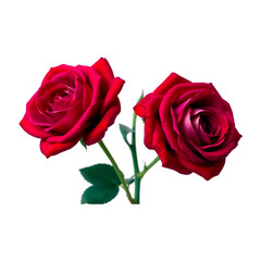 Crimson Glory Rose Timeless Elegance