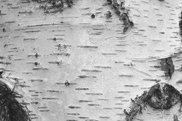 pattern of birch bark with black birch stripes