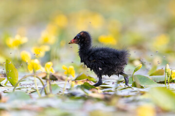 Teichrallenküken läuft in einem Teich über Wasserpflanzen - aufgenommen aus dem floating hide