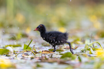 Teichrallenküken läuft in einem Teich über Wasserpflanzen - aufgenommen aus dem floating hide