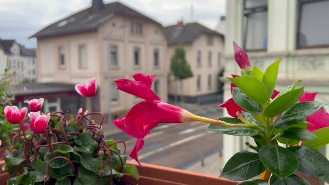 Red mandevilla flower moving gently on balcony