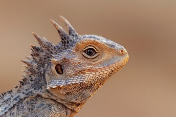 Fototapeta premium portrait of iguana