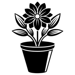 flower in a pot