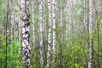 Obraz premium Beautiful birch trees with white birch bark