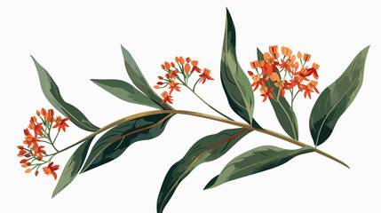 Milkweed Flower Isolated Vector Illustration on White Background