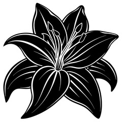 black and white lily