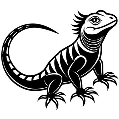 lizard on white background