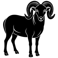 black and white sheep