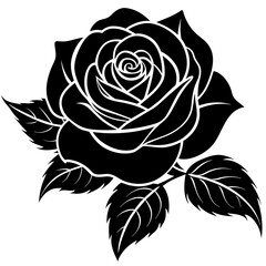 black rose isolated on white