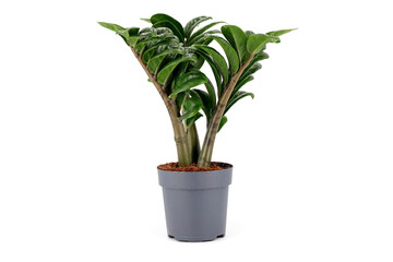 Zamioculcas zenzi, tropical mini houseplant in grey pot isolated on white background