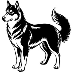 black and white dog
