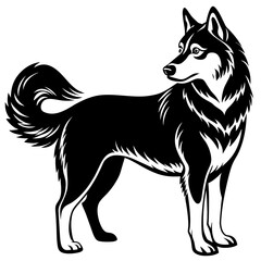black and white dog