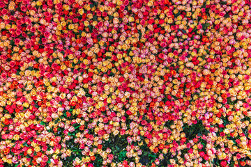 Vibrant floral wall composed of dense, colorful roses in shades of pink, red, yellow, and orange with green leaves. Sweden.
