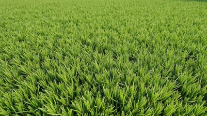 Lush green lawn, freshly cut, perfect playing field, turf, even, outdoor