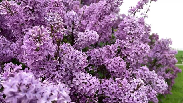 Lilac flowers in garden, blooming violet lilac flowers, spring flowers, lilac bushes, happy gardening, new varieties, springtime park blossom