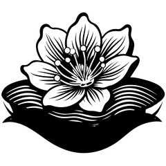 water lily isolated on white