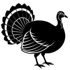 peacock vector illustration