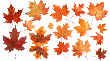 Detailed Maple Fall Leaves Closeup on White Background